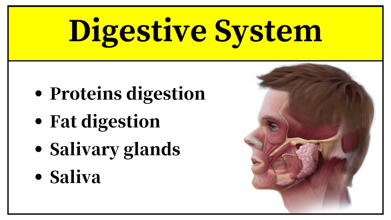 Digestion And Absorption Of Protein In Hindi || Digestion And Absorption Of Lipids In Urdu