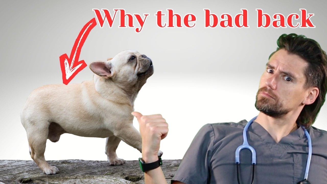 Dog Back Problems.  Why a dog is painful, has a funny walk, and drags their legs after a slip disc.