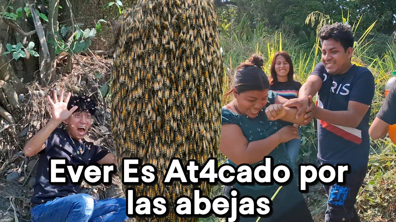 🔴Urgente Ever Es atac4do Por Un en Jambre de abejas😱andres Y Rosi terminan p3liando