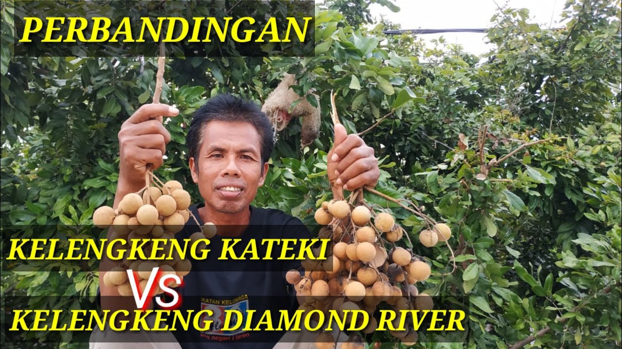 Perbandingan Hasil Jenis Kelengkeng Kateki Dengan Kelengkeng Diamond River