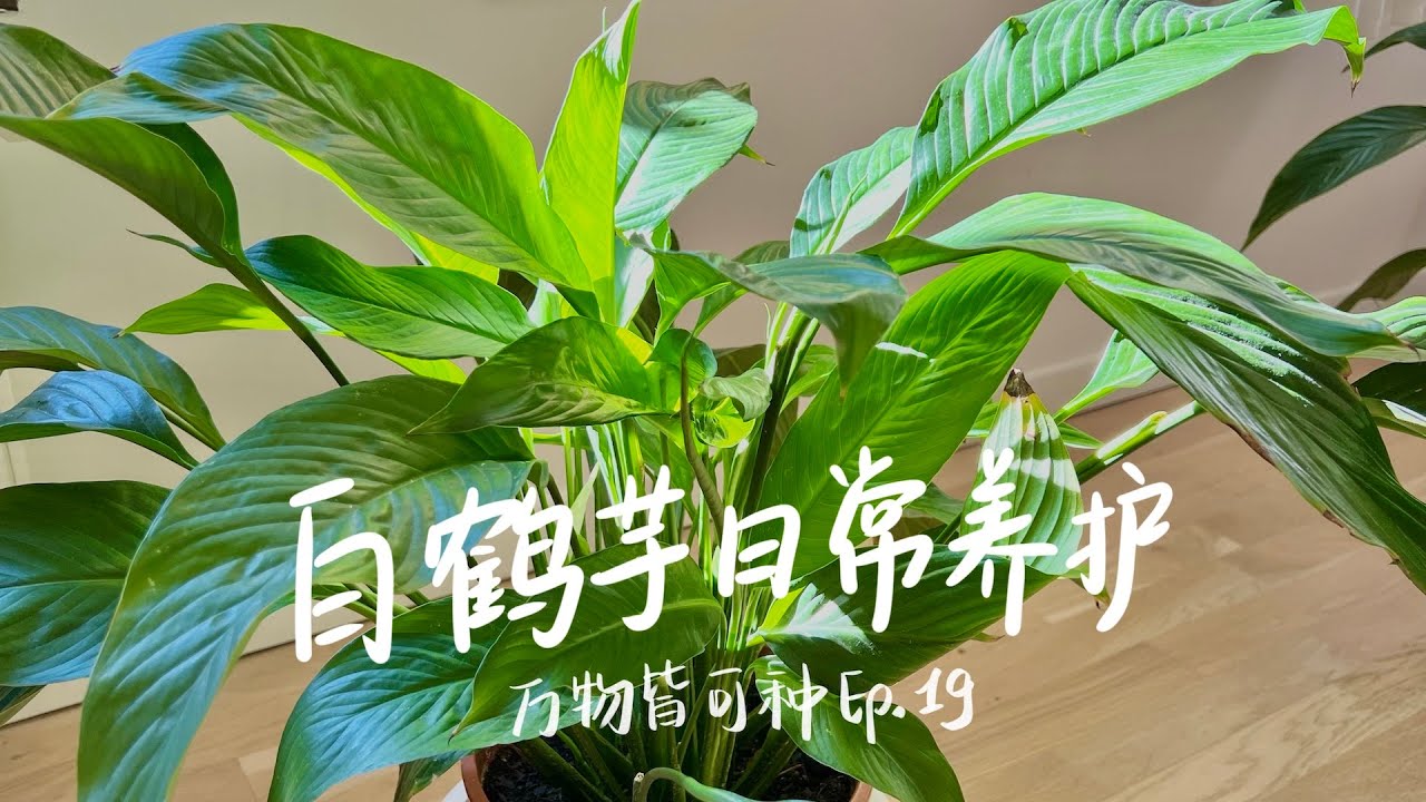白鹤芋的日常养护，花的修剪/浇水/叶片清洁/晒太阳/焦边/植物长不大的问题 Peace Lily Plant Care Tips