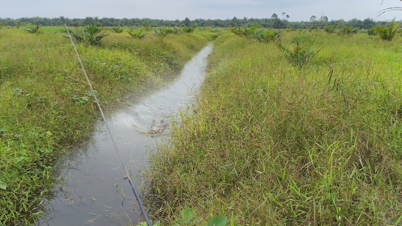 KANAL KECIL IKANNYA MELIMPAH ‼️