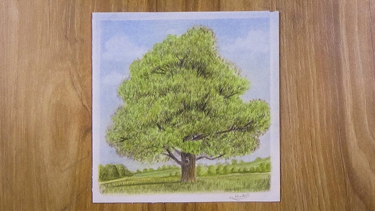 Drawing A Tree With Simple Colored Pencils Faber Castell