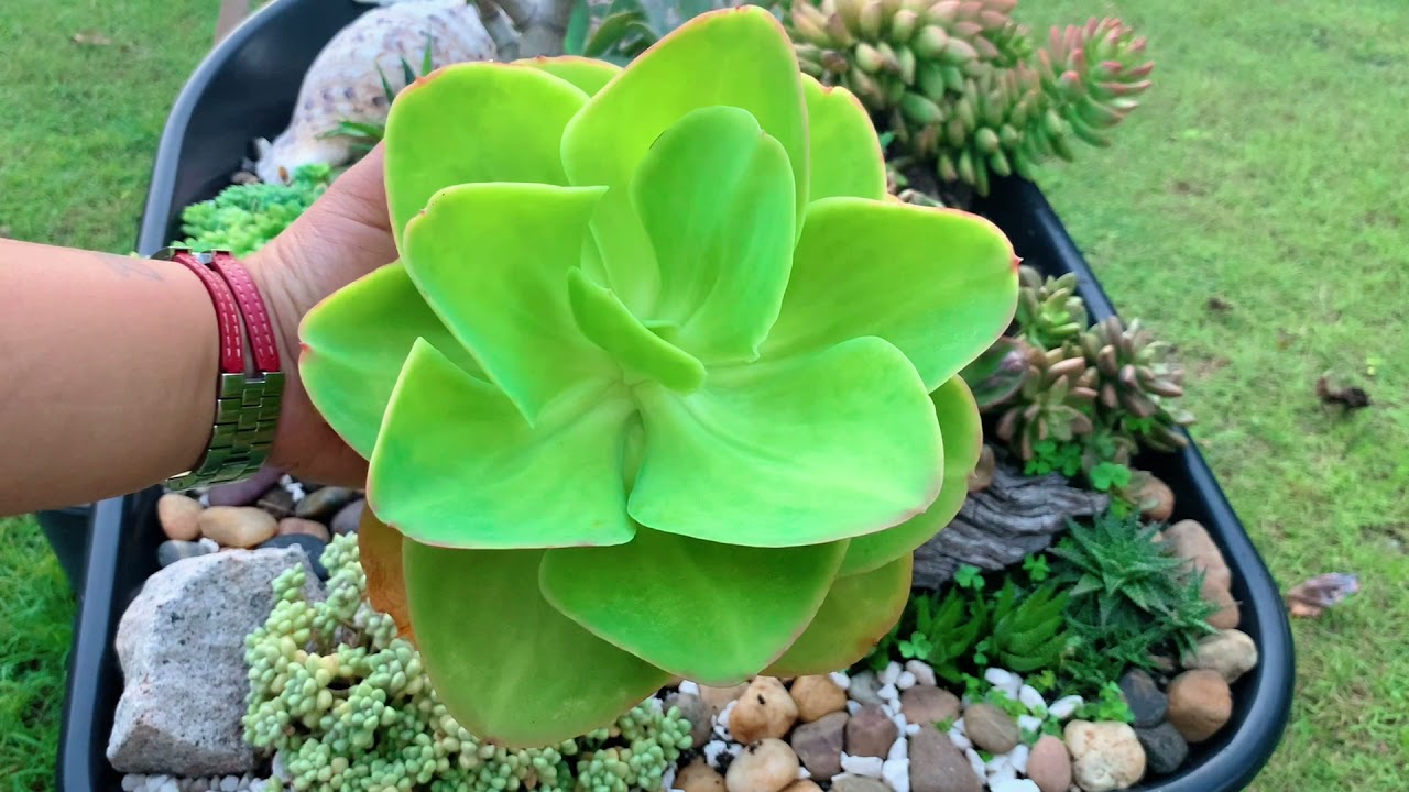 Reworking my Succulent Wheelbarrow