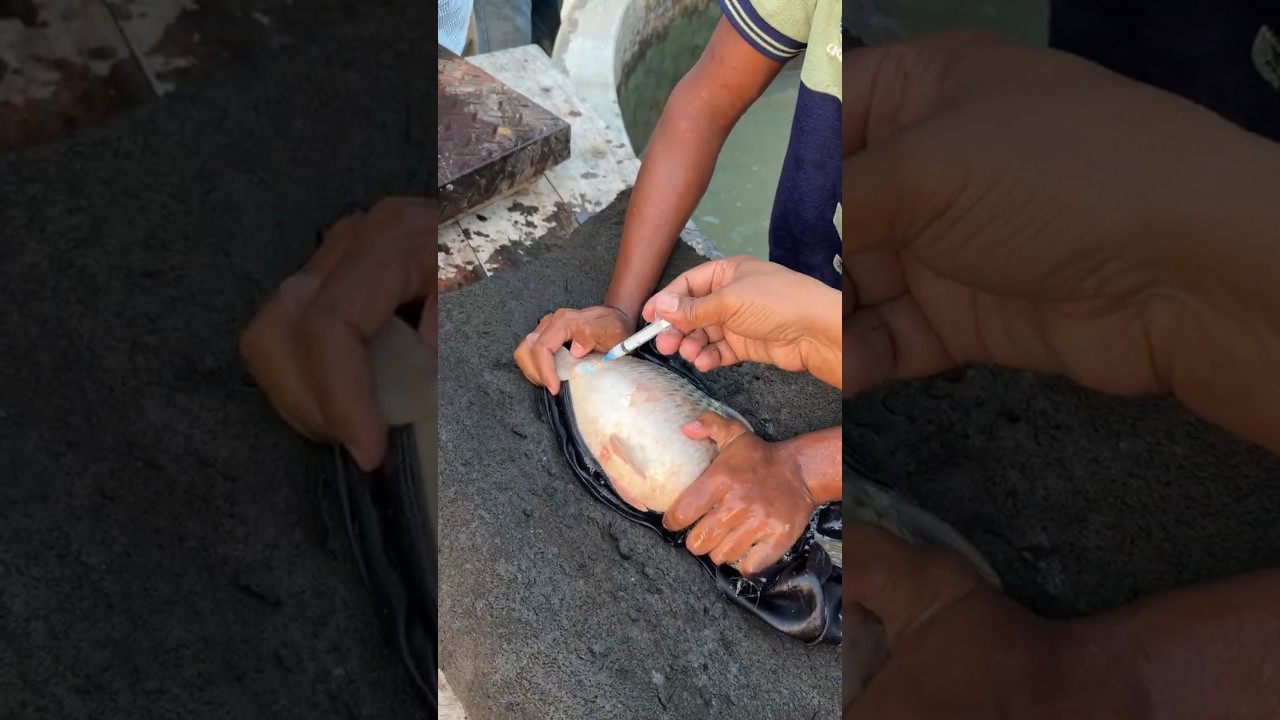 American Crap Fish Injection  #Shorts