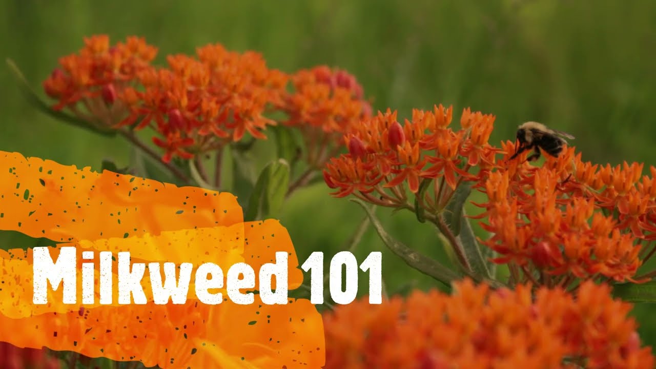Milkweed 101