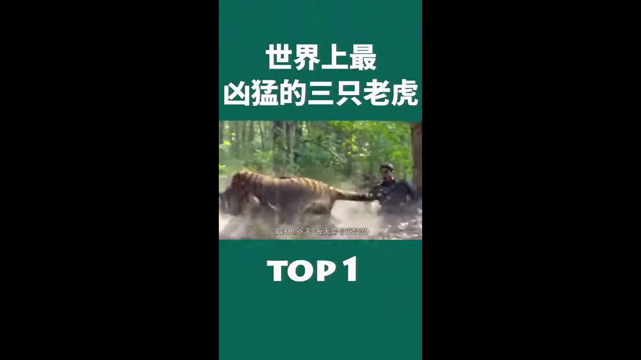 世界最凶猛的三种老虎