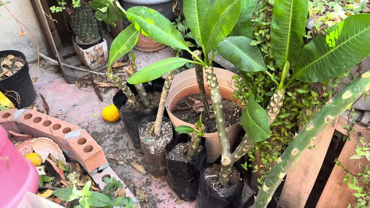 Ya enraizaron los esquejes de plumeria!!!