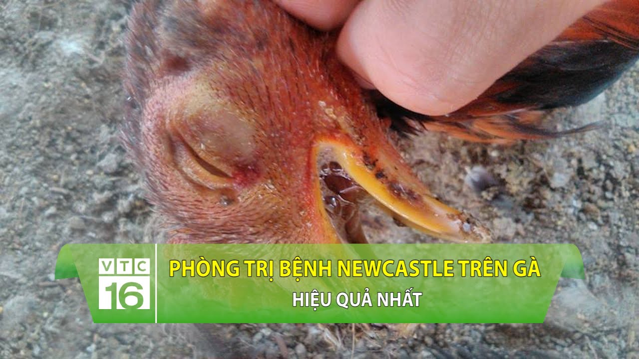 Cách phòng trị Newcastle trên gà cực hiệu quả | VTC16