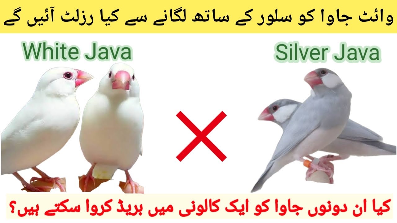 White Java and Silver Java Cross Breeding Results | Silver or White Java Ki Pairing K Results.