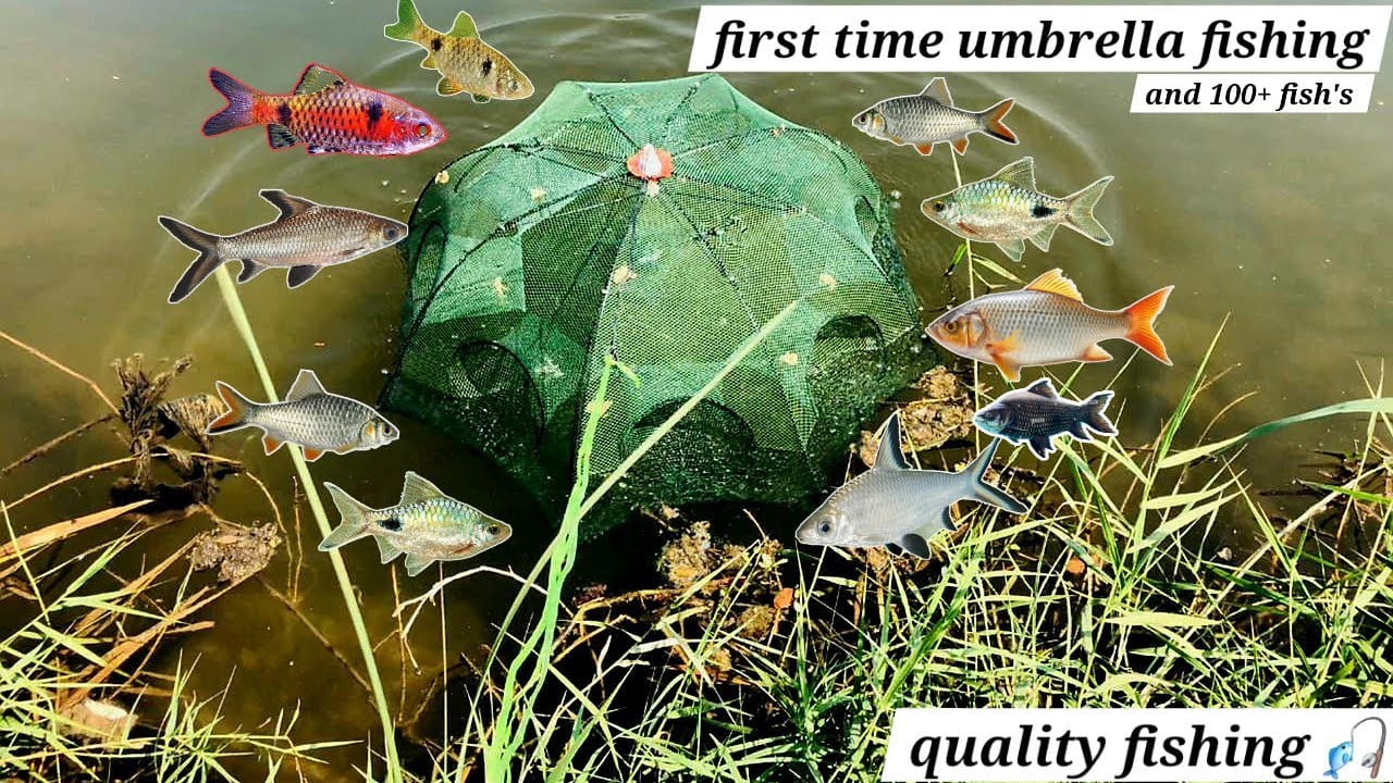 Umbrella fishing 🎣 first time and 100+ fish’s @exploringassamandfishing9126  @thedaisyfish28