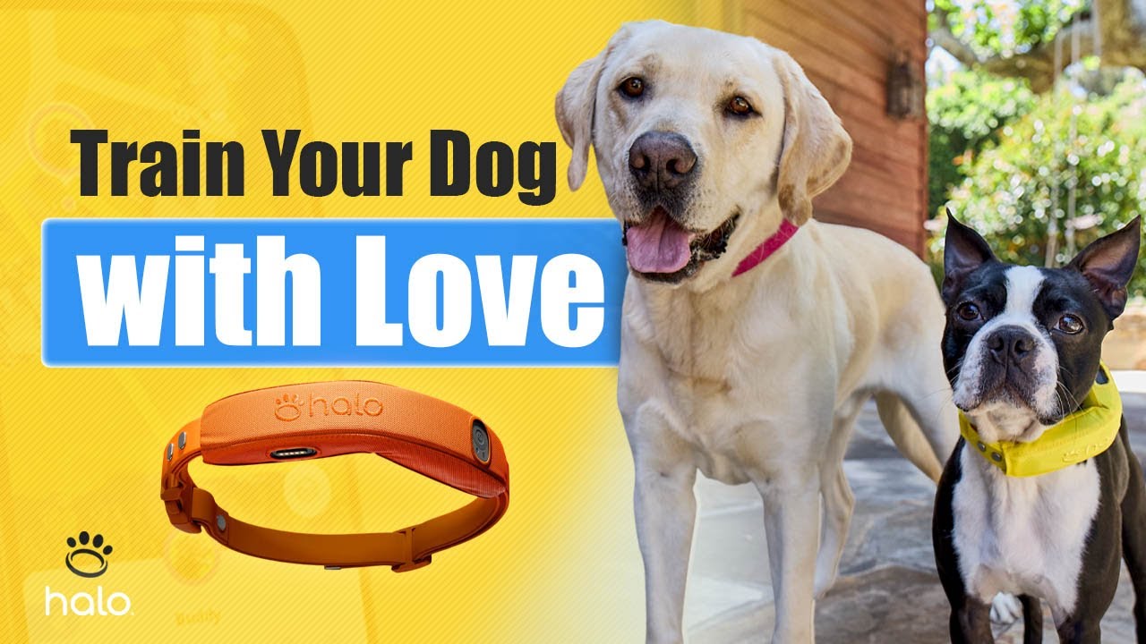 New Dog? Here's the Real Way to Train Them with the Halo Collar (No Stress, Just Results)