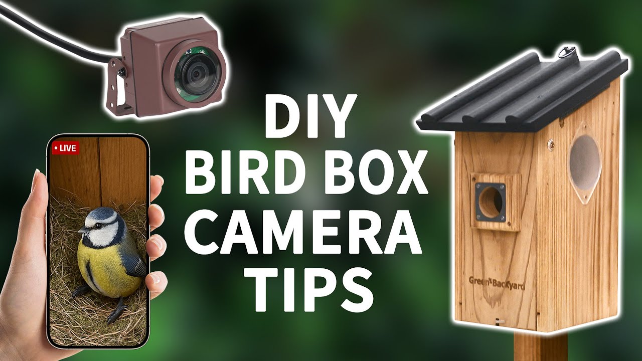 DIY Bird Box Camera Setup: Tips for Perfect Bird Watching