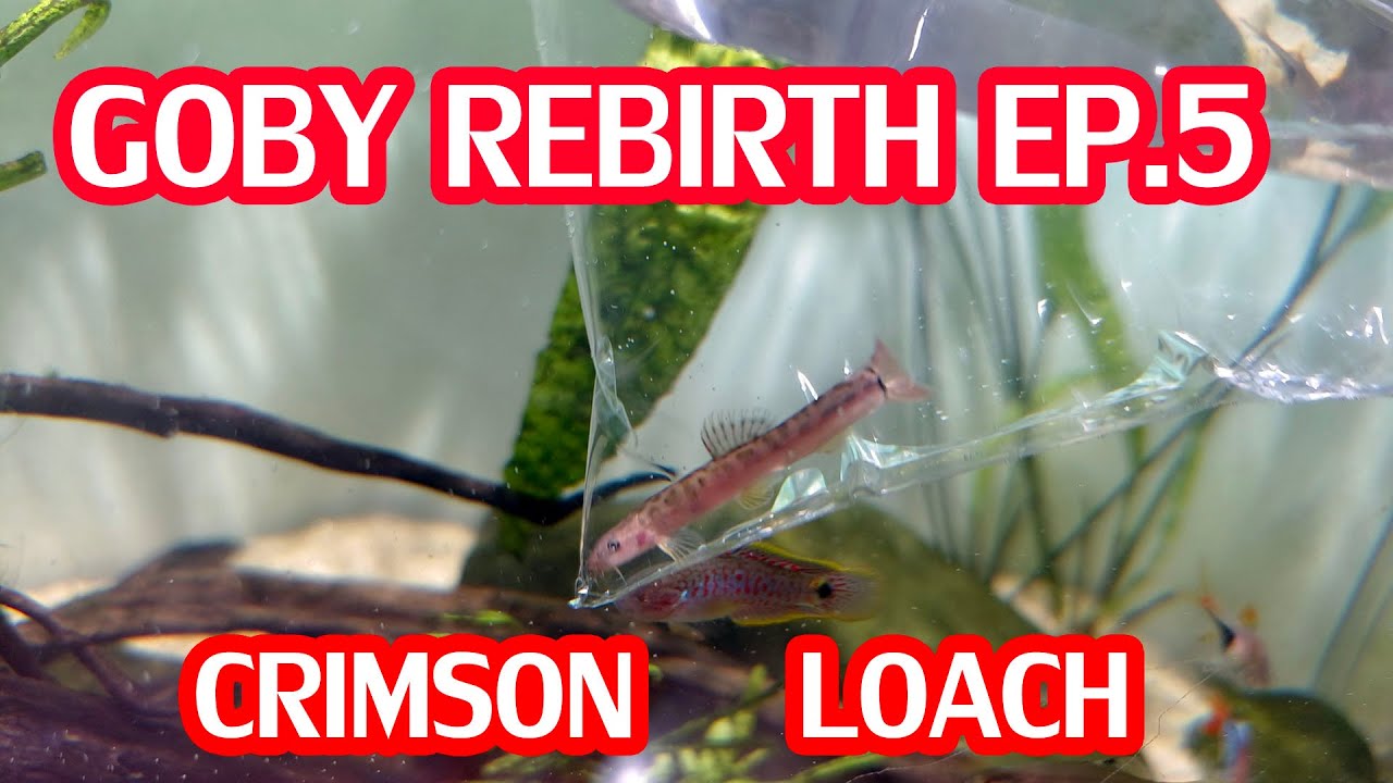 Goby Rebirth EP.5 ปลาค้อ Crimson แดง 3 เท่า แต่ยังไม่แดง แรงไม่มีเลย