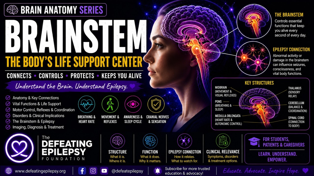 The Brainstem: The Most Important Part of Your Brain