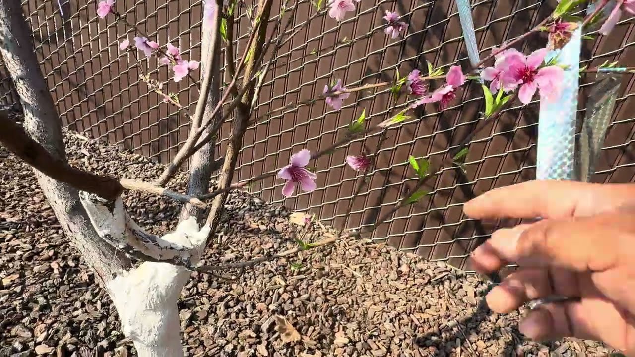 Cómo va la floración de los árboles 