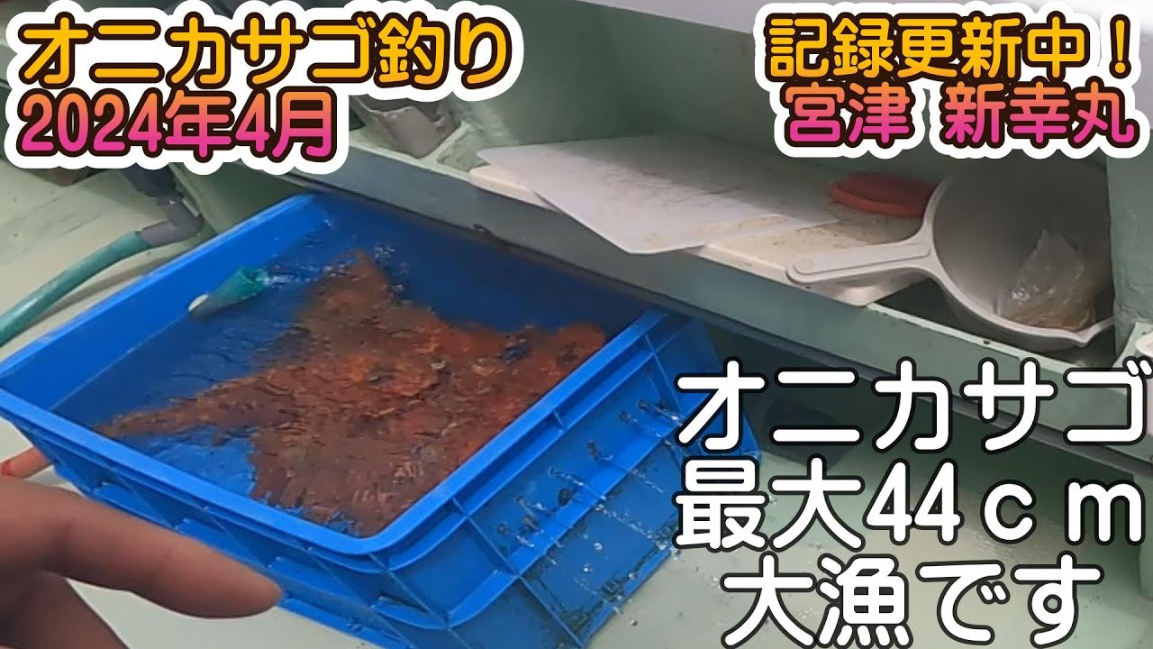 【船釣り　オニカサゴ】記録更新！オニカサゴ　新幸丸　9匹も釣れました