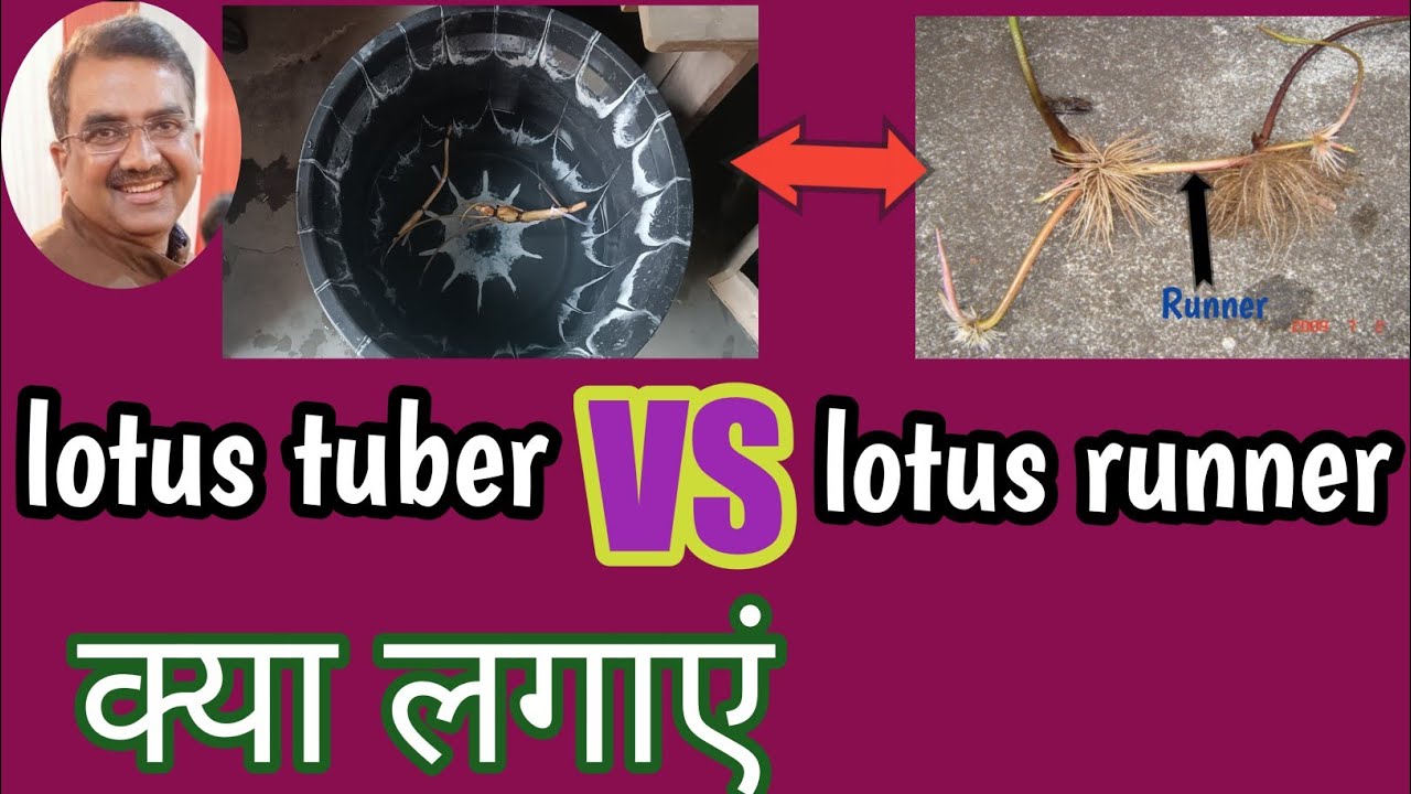 lotus tuber Vs lotus runner/how differ lotus tuber & runner