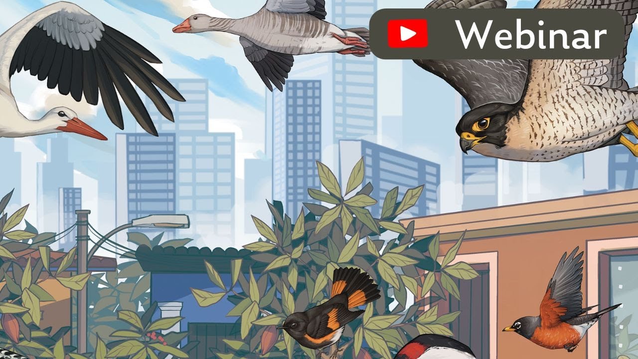 Dark Skies for Birds | World Migratory Bird Day Webinar