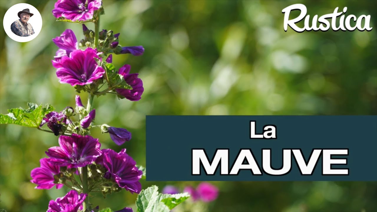 La mauve de Mauritanie