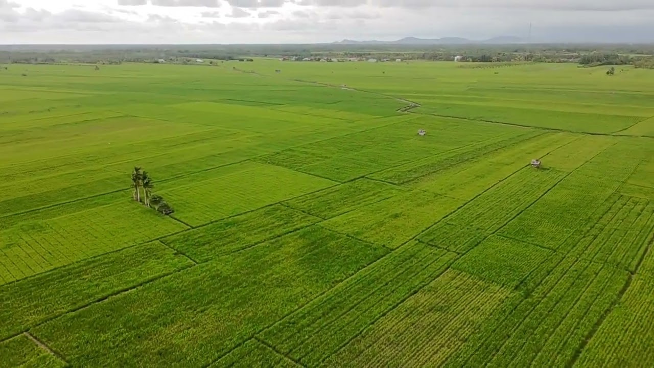 HAMPARAN SAWAH HAJI SAHRI SEPINGGAN JIRAK KEC SEMPARUK KAB SAMBAS#shortvideo 