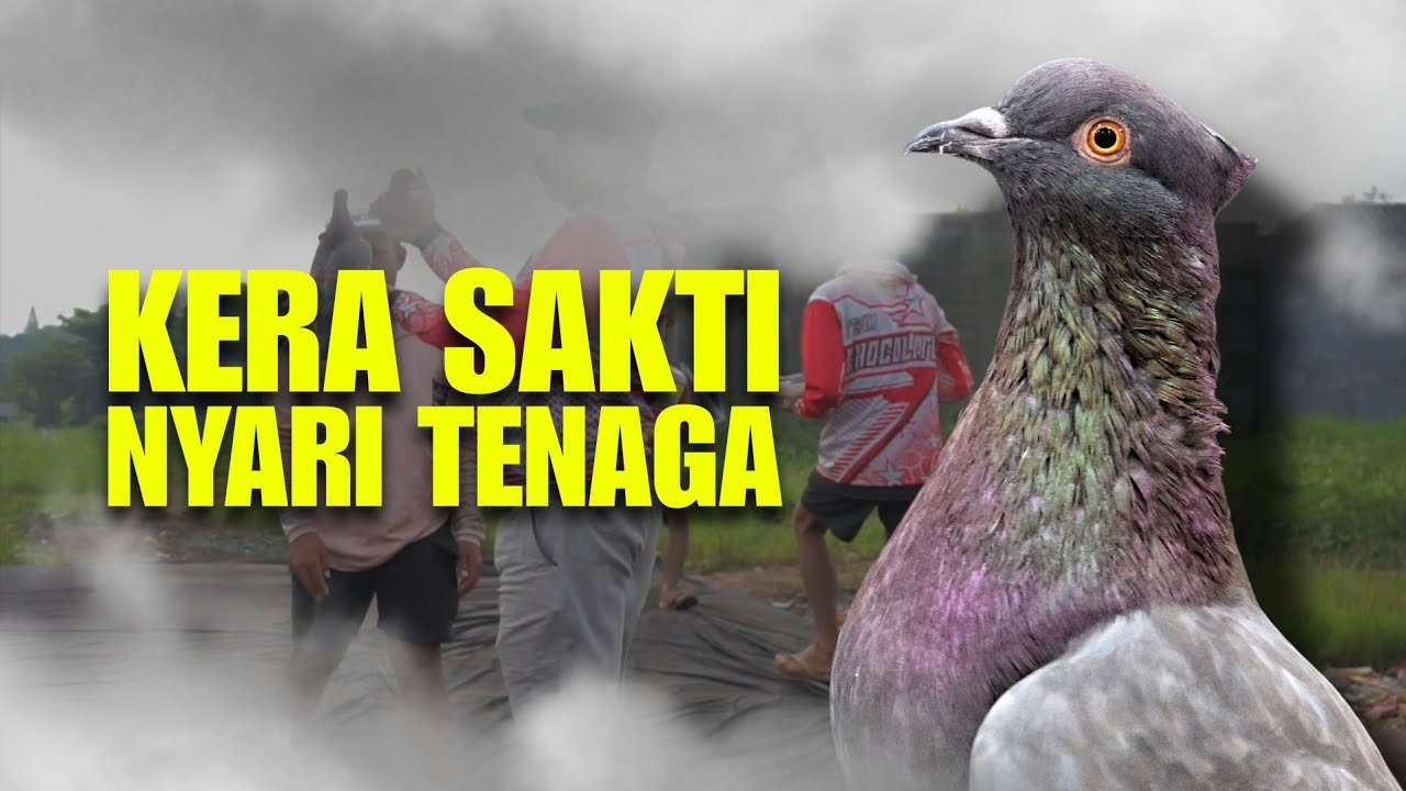 MERPATI KERA SAKTI PENCARIAN TENAGA