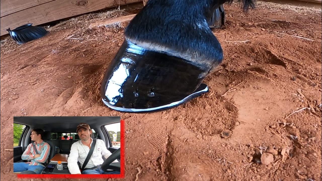 Horse Shoeing