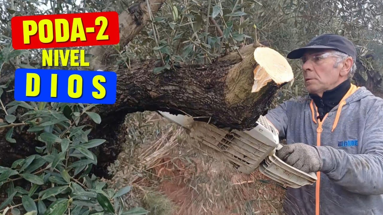 🏆🌳 Tutorial profesional de PODA en OLIVO. Explicada rama a rama