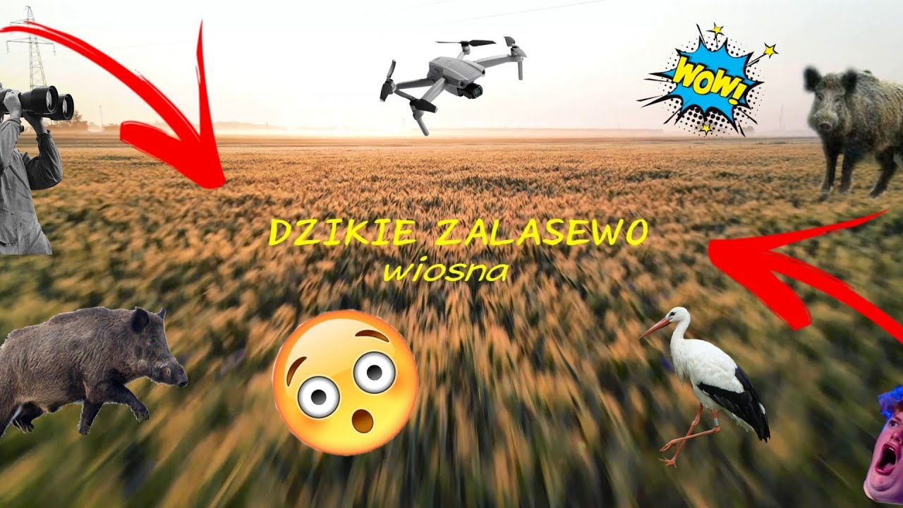 DZIKIE ZALASEWO wiosna 4k