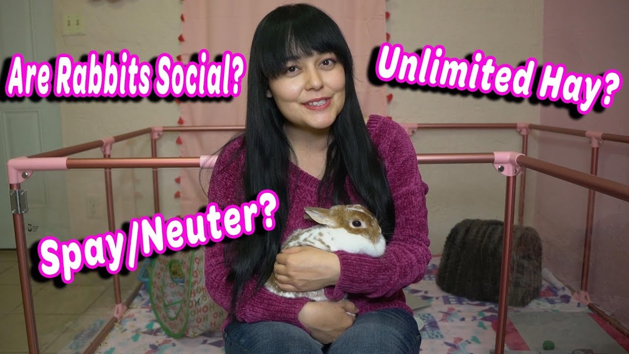 Why My Rabbit is Alone | All About Merida