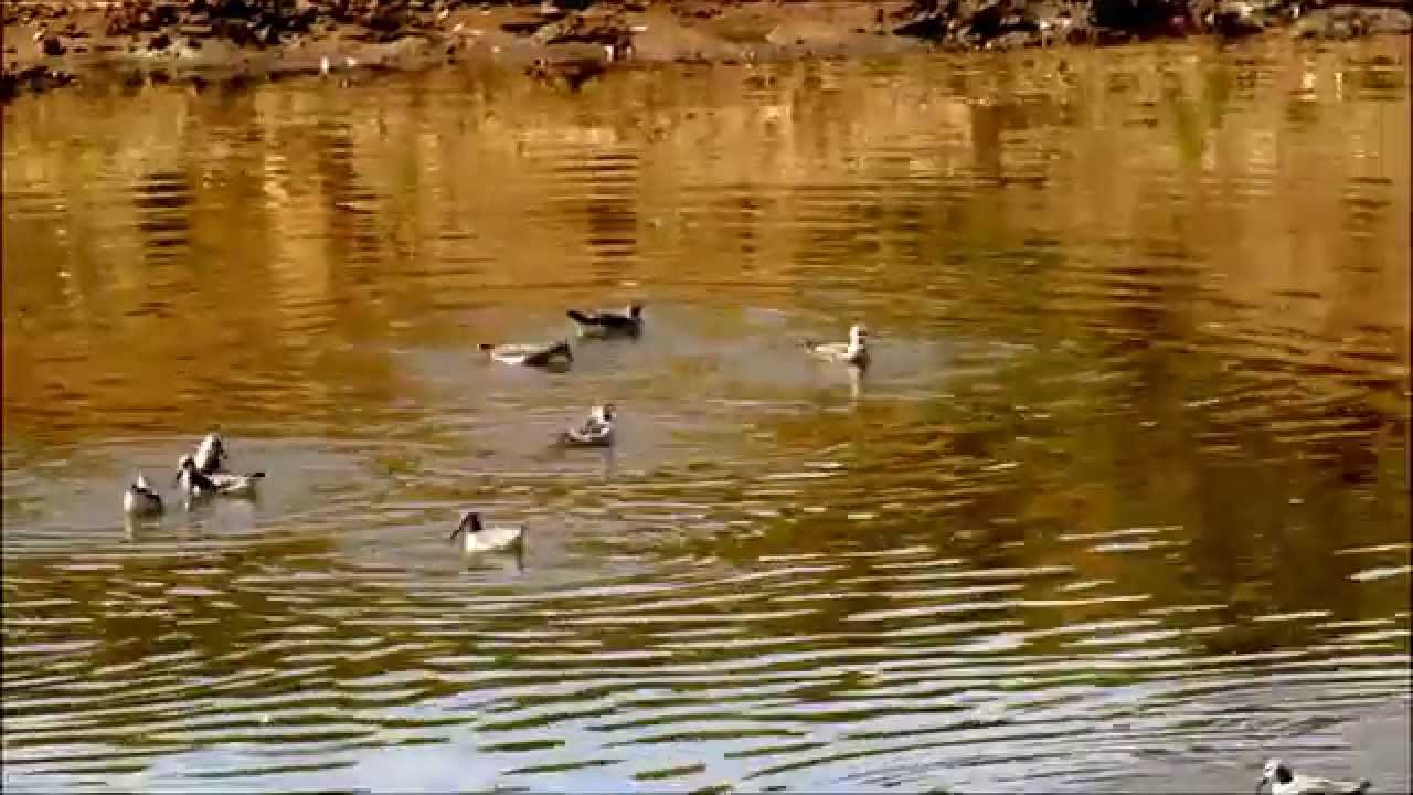 Falaropo com&uacute;n  (Phalaropus tricolor): 