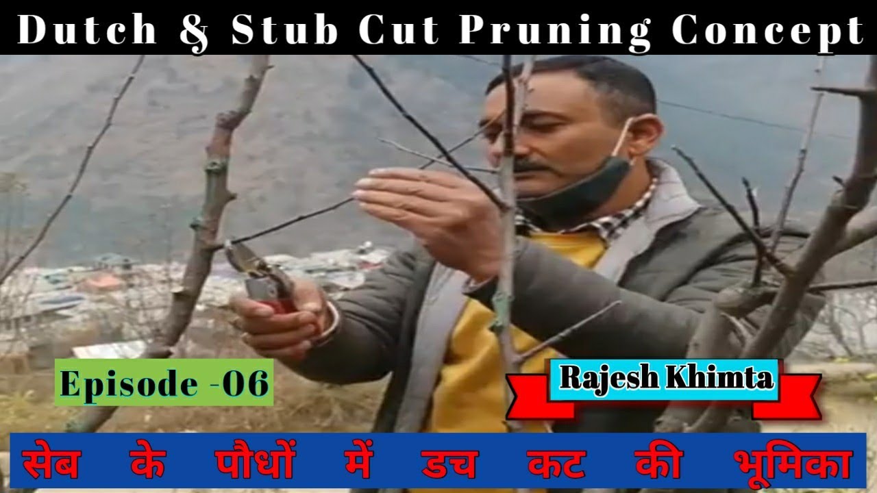 Pruning Session on Dutch Cut & Stub Cut Concept | Rajesh Khimta | Himalayan Farming | Live Update