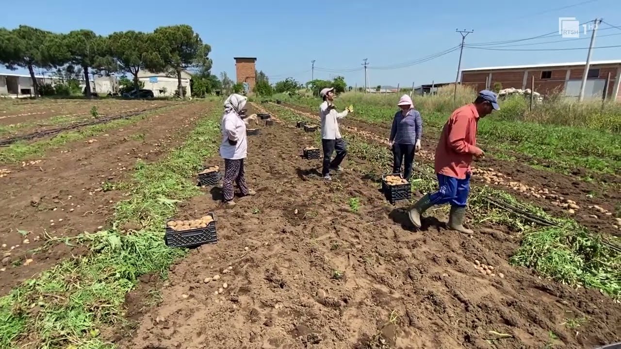Sezoni i shitjes së patates në Divjakë, fermerët janë të shqetësuar për rënien e prodhimit