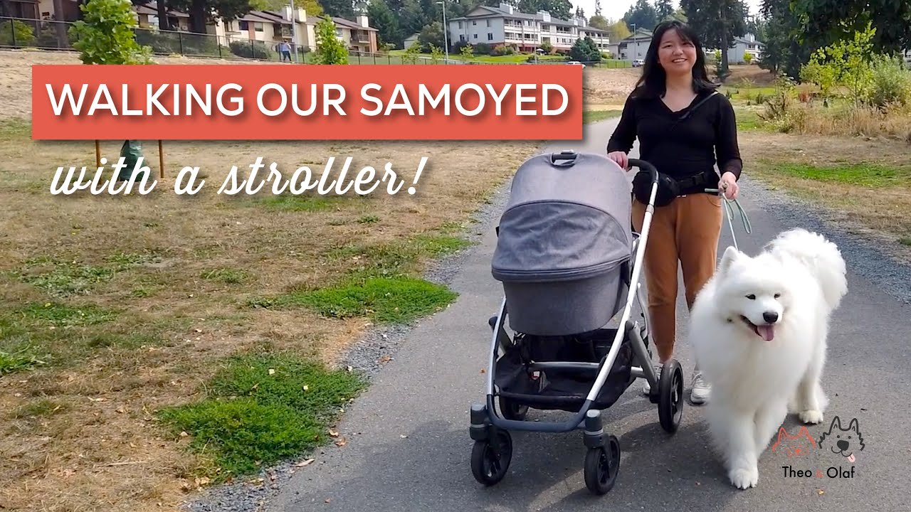 What Happens When You Walk a Samoyed and a Baby?
