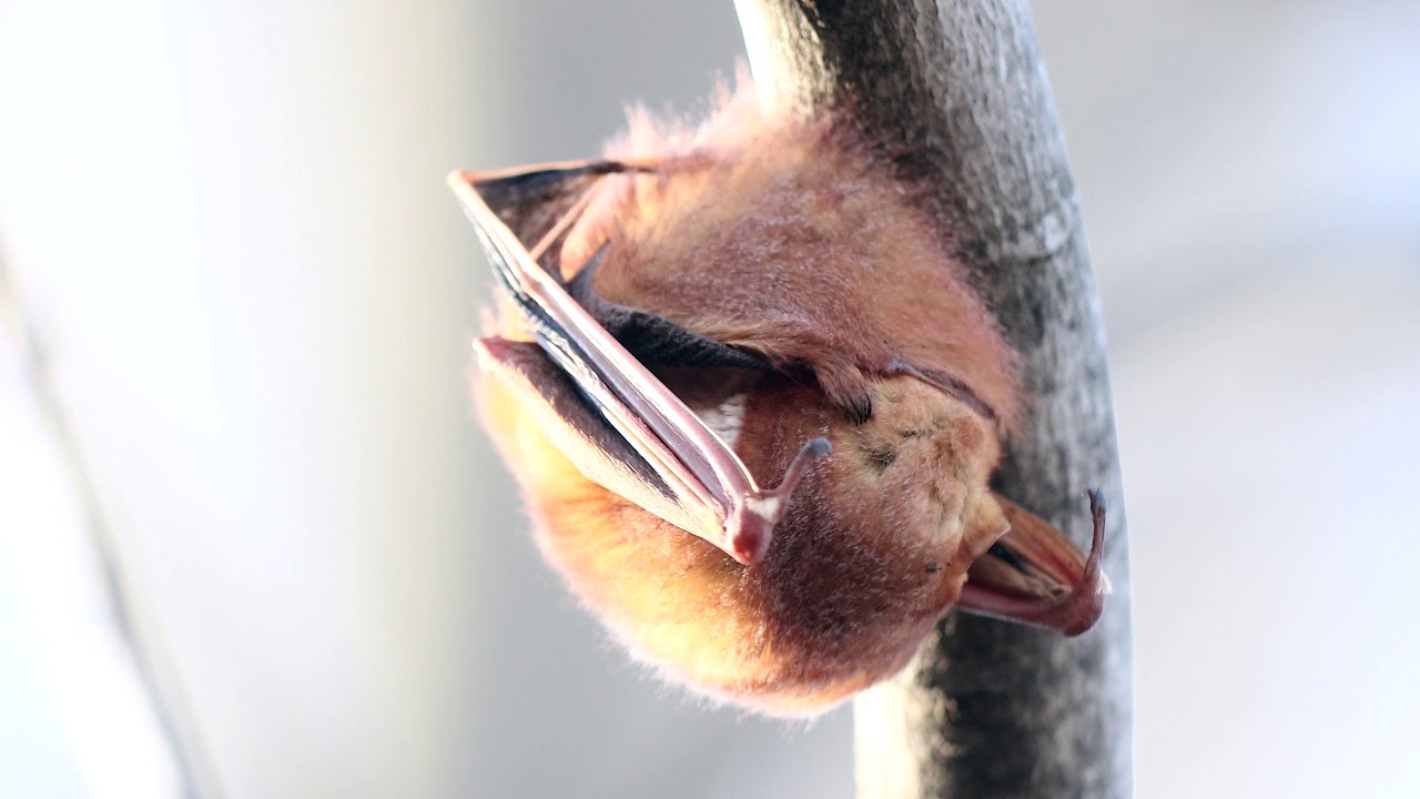 2020-01-12 Eastern Red Bat