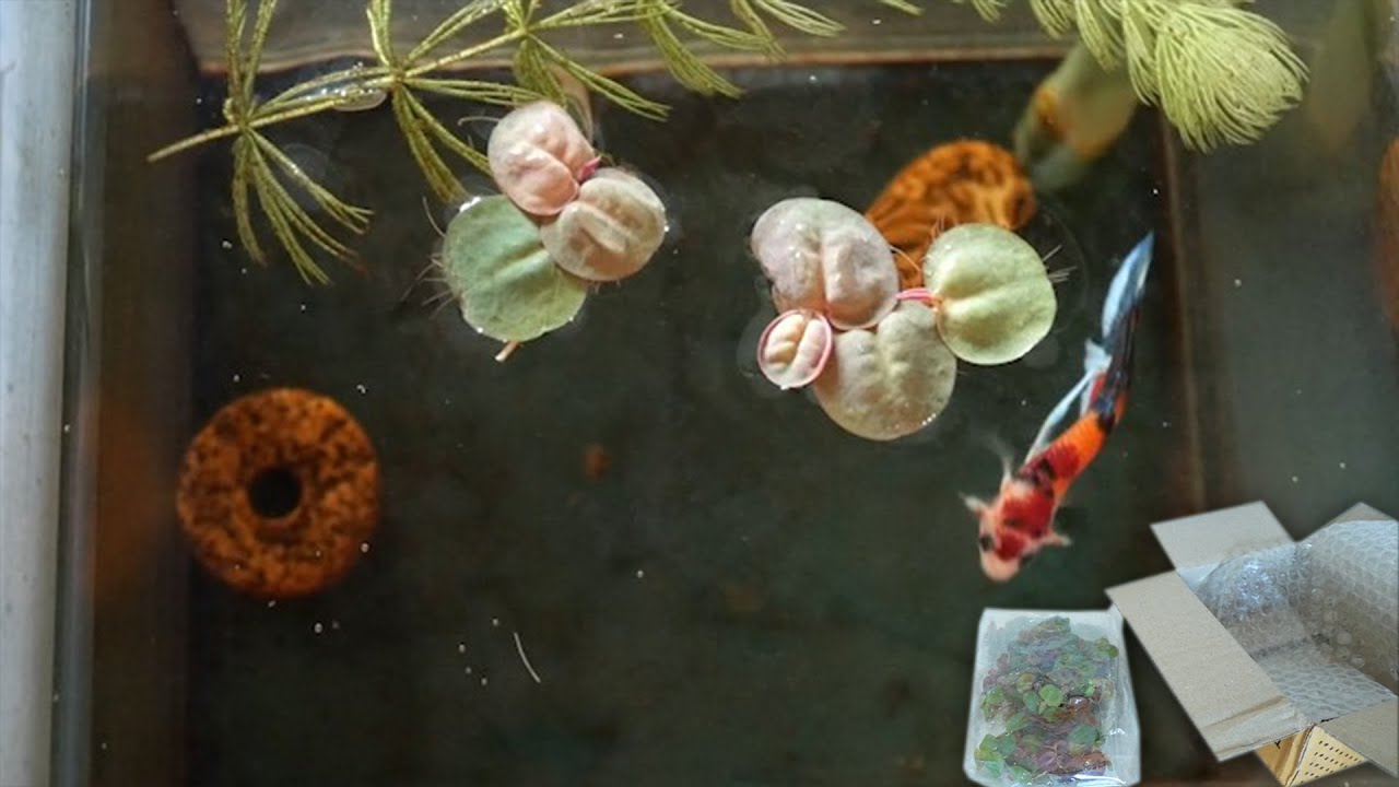 New Plants for My Fish! | Red Root Floater Unboxing