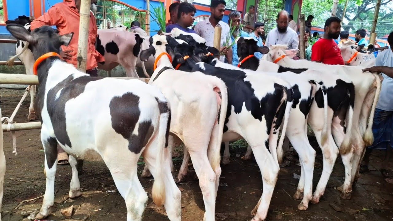 ১২/৯/২৫/ একি দা*মে বিক্রয় হচ্ছে ১০০% ফ্রিজিয়ান বকনা বাছুর বগুড়া দুপচাঁচিয়া ধাপের হাটে ।