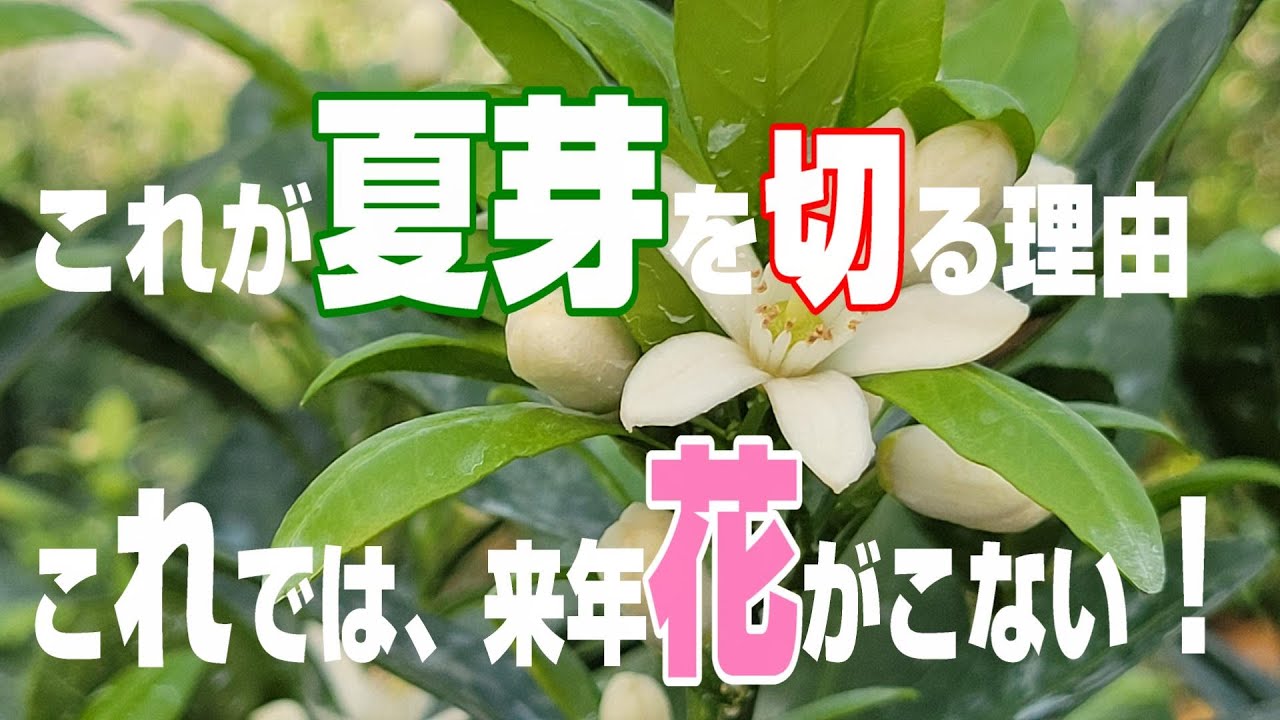 みかんの剪定で、夏芽を切らなかった時、切った時／毎年安定してミカンをならせる方法！