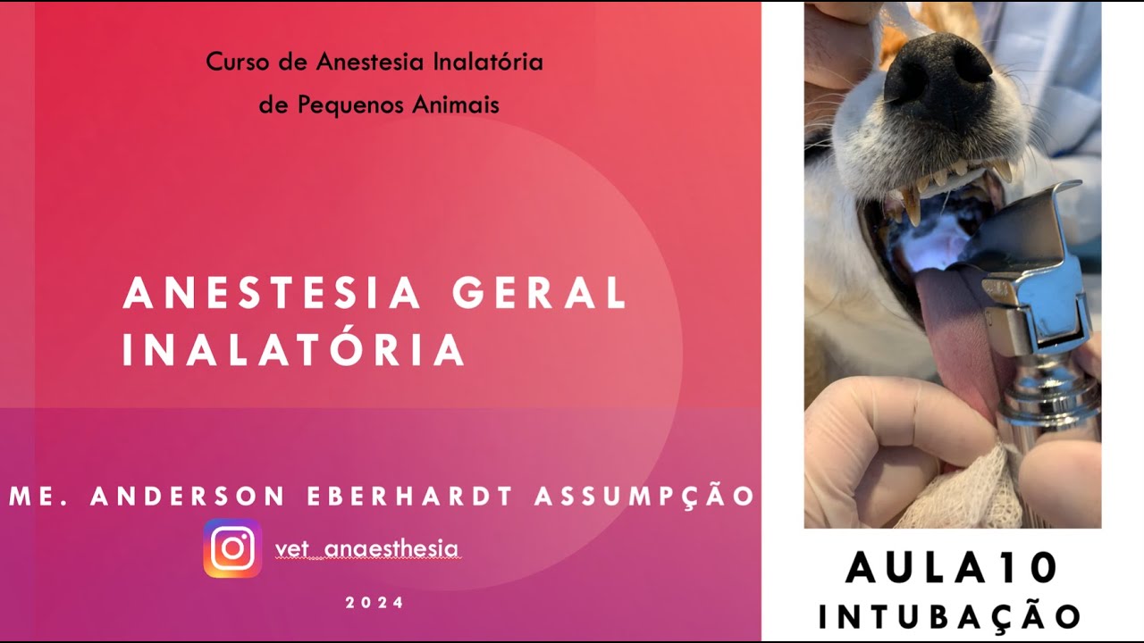 Aula Anestesia Inalatória Aula 10/12 Intubação em cães e gatos