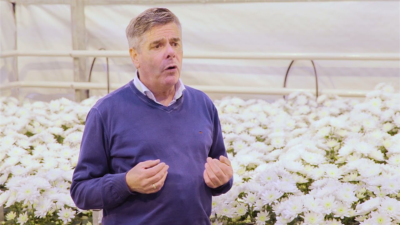 Proef chrysanten telen op een ErfGoedVloer