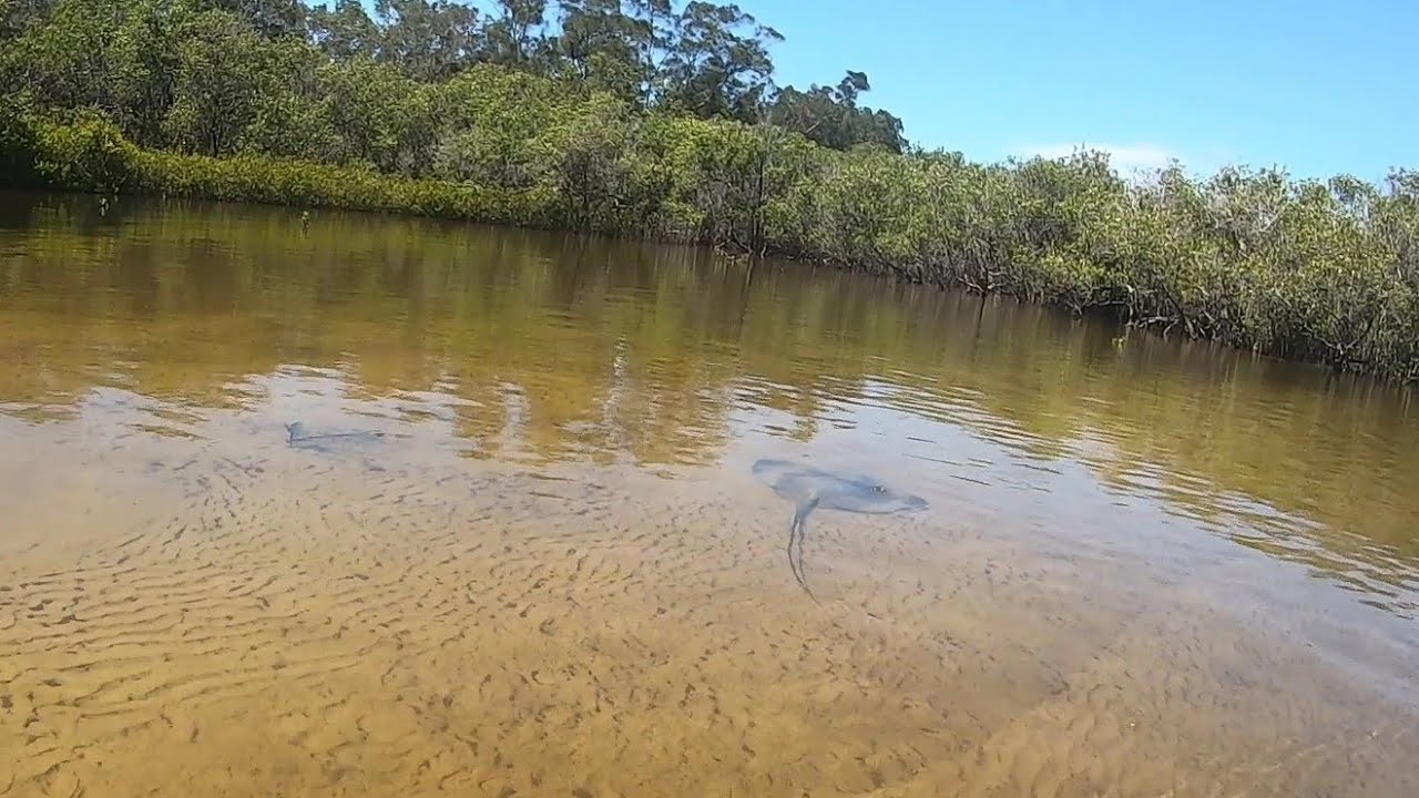 Warrell Creek, Nambucca Heads, NSW. A kayaking day trip