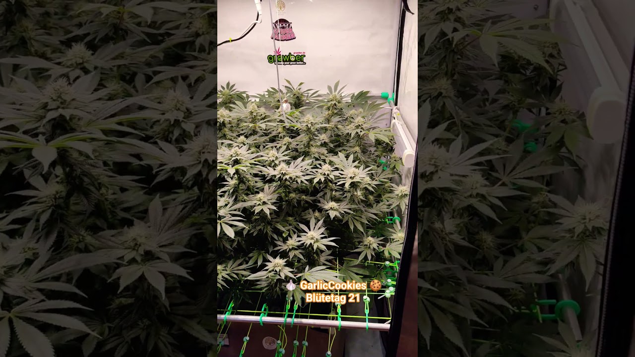 🧄GarlicCookies🍪 aka. BIG MAMA an Bl&uuml;tetag 21 💚 #growupdate #grow #plants #livingsoil #garliccookies