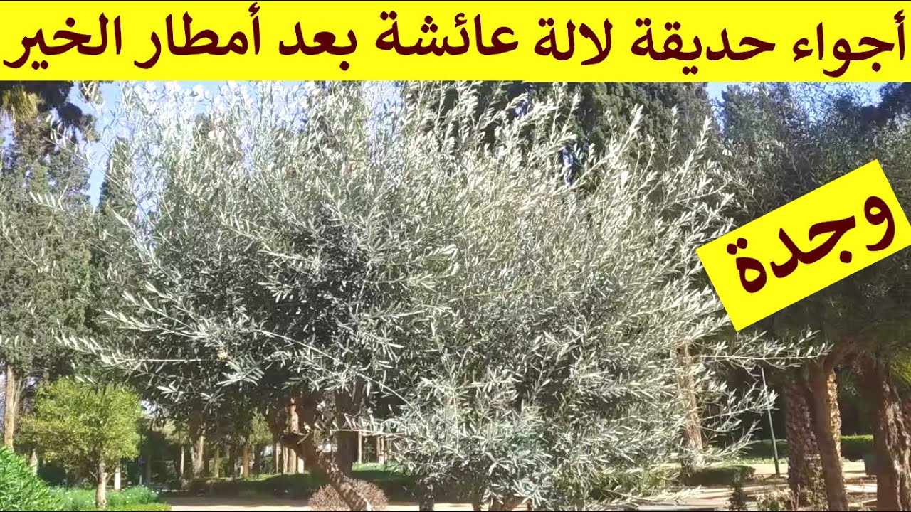 امطار الخير تعطي حلة جميلة لحديقة لالة عائشة بوجدة ما شاء الله جولة مريحة  ما شاء الله