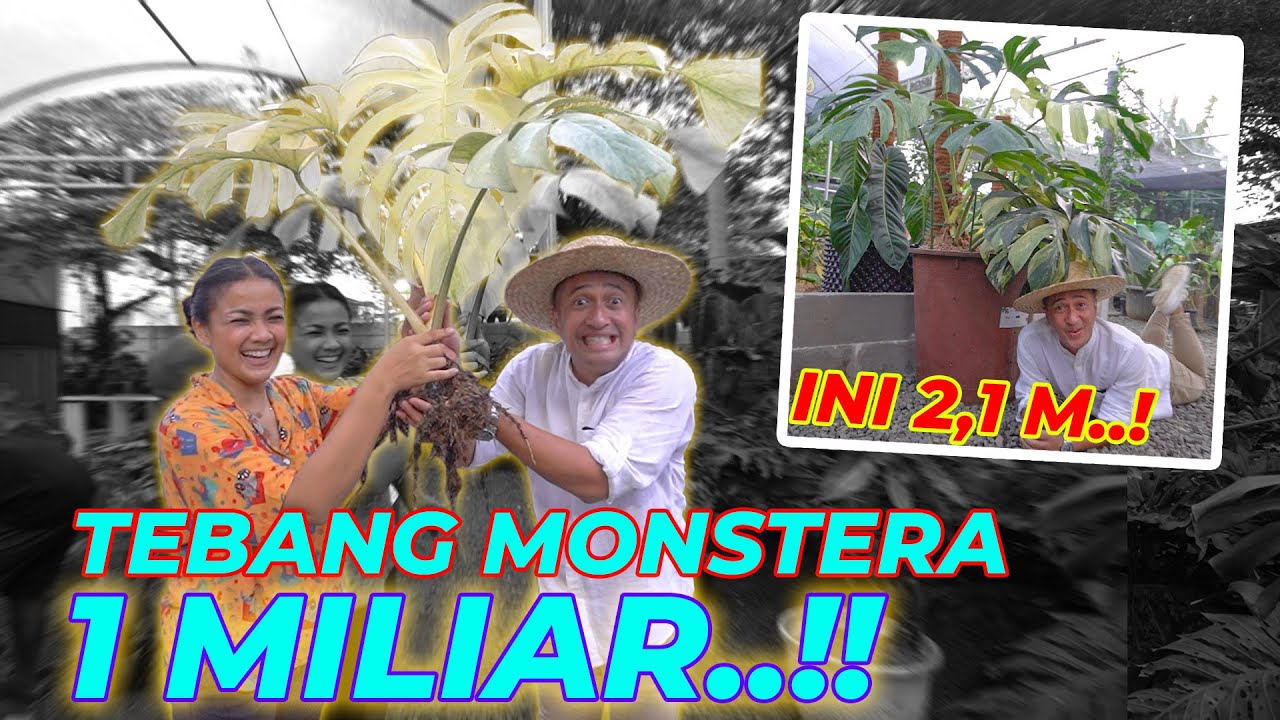 PANIKK!! CABUT MONSTERA WHITE MINT 1 MILIAR PUNYA OM NOLDY | ft. Nirina Zubir