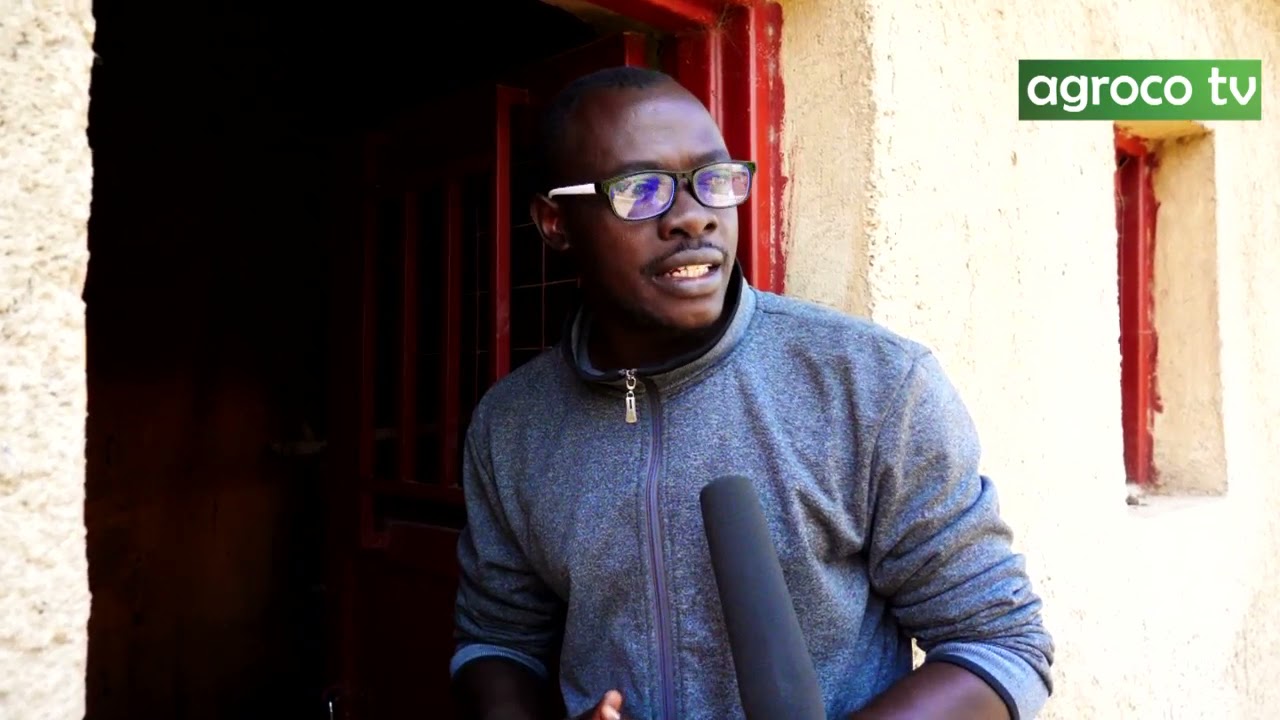 NTUCIKWE: Aborozi b'inkoko n'andi matungo ibi biryo ntibisanzwe/ Uko bikoreshwa n'umusaruro bitanga