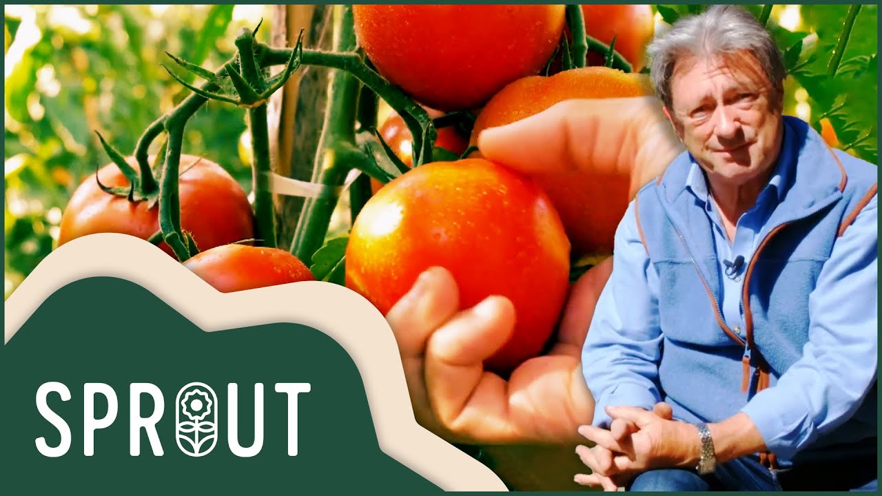 Tomato Planting Mastery with Alan Titchmarsh |Sprout