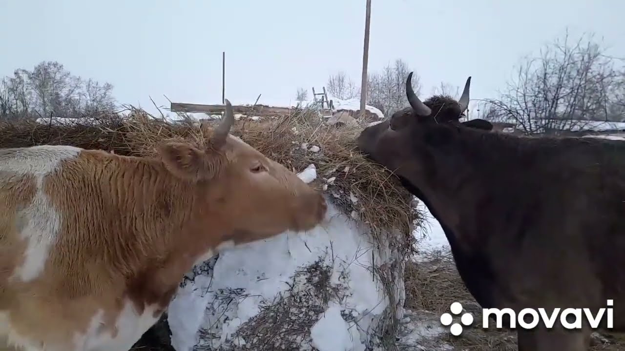 Очередные будни за январь