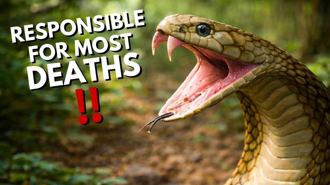 5 Animals Responsible for the Most Human DEATHS