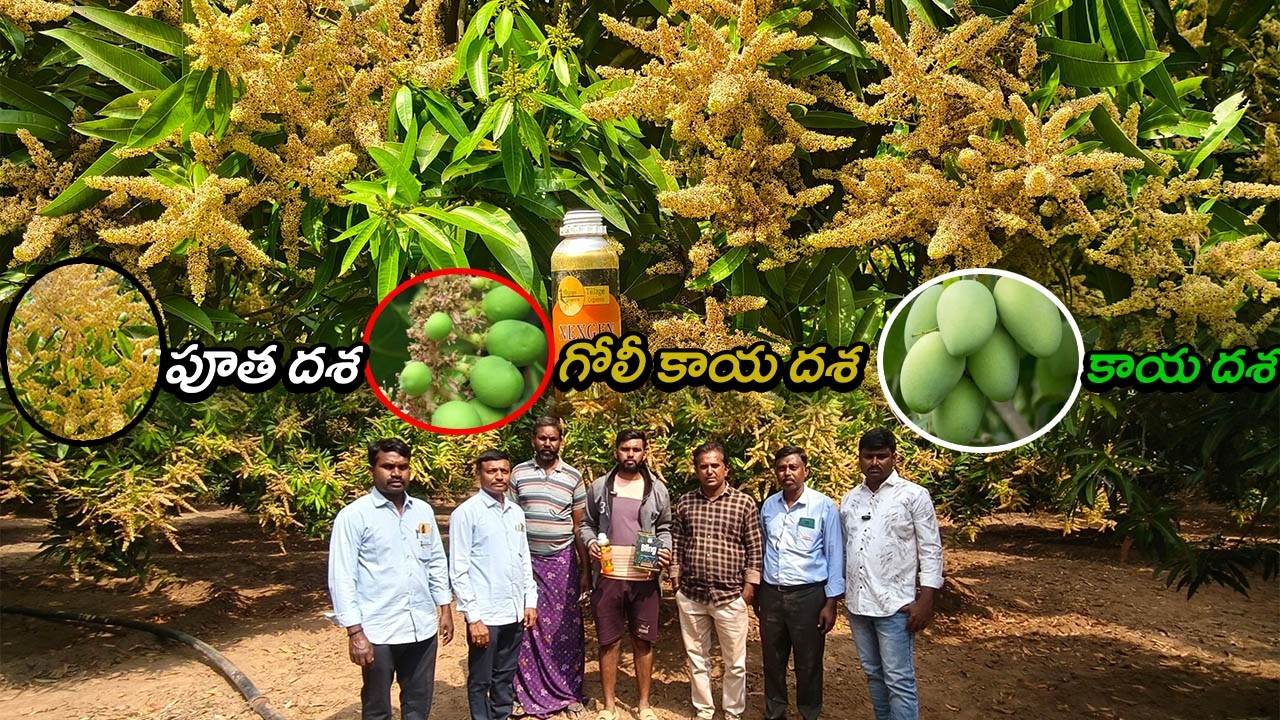 మామిడిలో వచ్చిన పూత మొత్తం పిందె మరియు  కాయ లాగా మారడానికి వాడాల్సిన మందులు #kisansagu