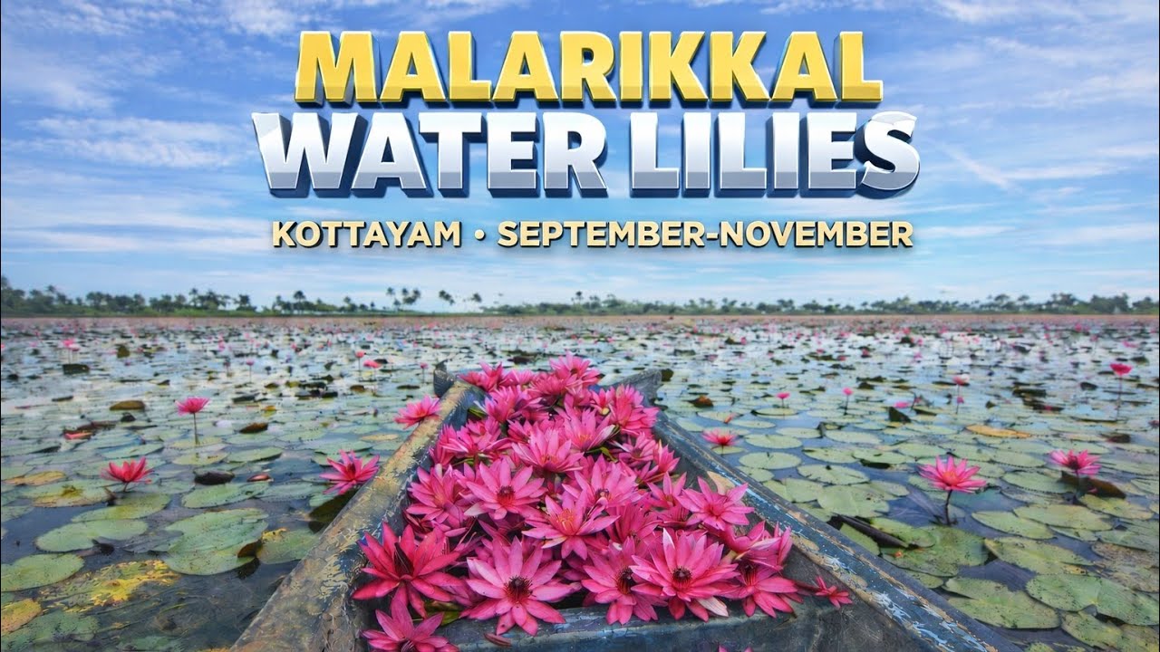Hidden in Kottayam👀 🌸 | Malarikkal Water Lilies Boat Journey|Flower Paradise 🌸|#kerala #trending🤩🌝